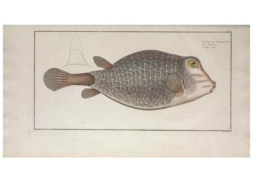 Reproducción/Reproduction 49769970903: Ichtyologie, ou, Histoire naturelle, générale et particulière des poissons :. A Berlin :Chez l'auteur, & chez François de la Garde libraire,1785-1797.. 