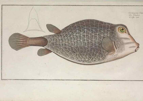 Reproducción/Reproduction 49769970903: Ichtyologie, ou, Histoire naturelle, générale et particulière des poissons :. A Berlin :Chez l'auteur, & chez François de la Garde libraire,1785-1797.. 