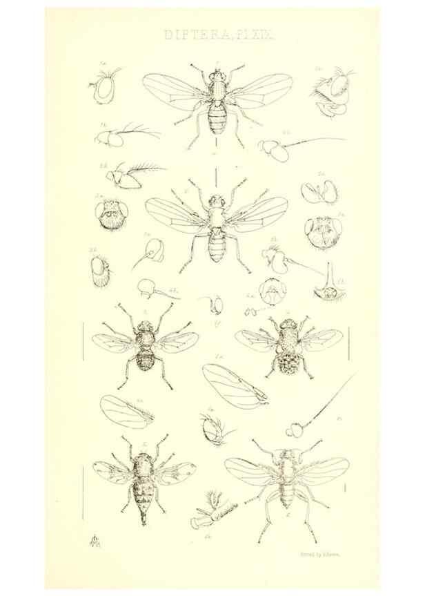 Reproducción/Reproduction 49771051547: Insecta Britanica : Diptera / by Francis Walker.. London :Reeve and Benham,1851-56.. 