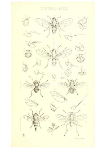 Reproducción/Reproduction 49771051547: Insecta Britanica : Diptera / by Francis Walker.. London :Reeve and Benham,1851-56.. 