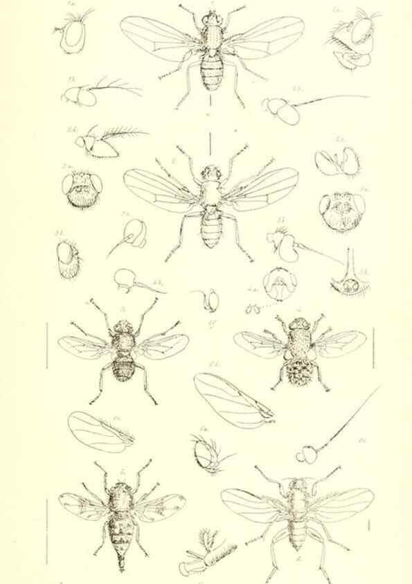 Reproducción/Reproduction 49771051547: Insecta Britanica : Diptera / by Francis Walker.. London :Reeve and Benham,1851-56.. 