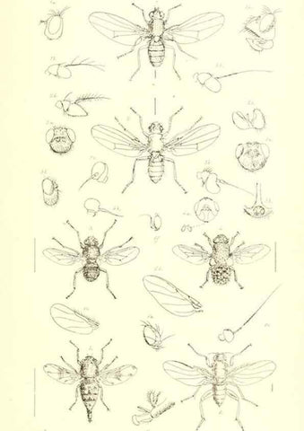 Reproducción/Reproduction 49771051547: Insecta Britanica : Diptera / by Francis Walker.. London :Reeve and Benham,1851-56.. 