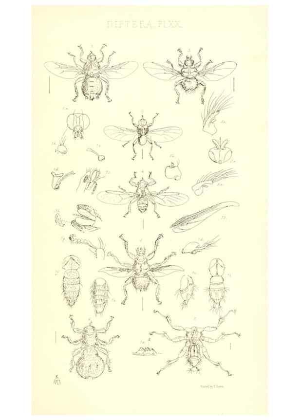 Reproducción/Reproduction 49770194248: Insecta Britanica : Diptera / by Francis Walker.. London :Reeve and Benham,1851-56.. 