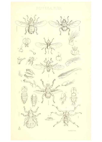 Reproducción/Reproduction 49770194248: Insecta Britanica : Diptera / by Francis Walker.. London :Reeve and Benham,1851-56.. 