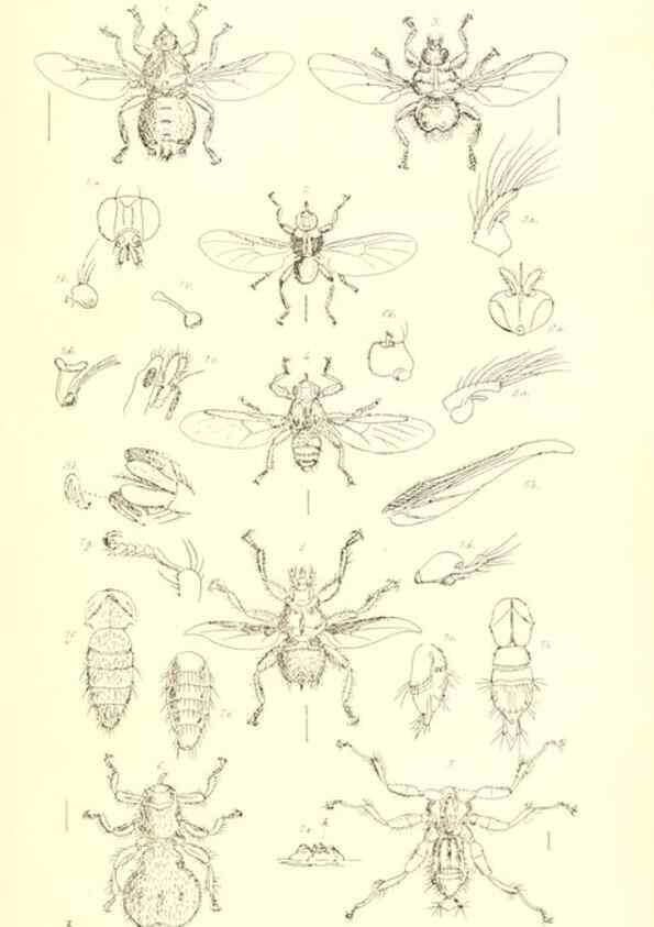 Reproducción/Reproduction 49770194248: Insecta Britanica : Diptera / by Francis Walker.. London :Reeve and Benham,1851-56.. 