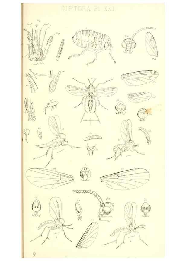 Reproducción/Reproduction 49771080092: Insecta Britanica : Diptera / by Francis Walker.. London :Reeve and Benham,1851-56.. 