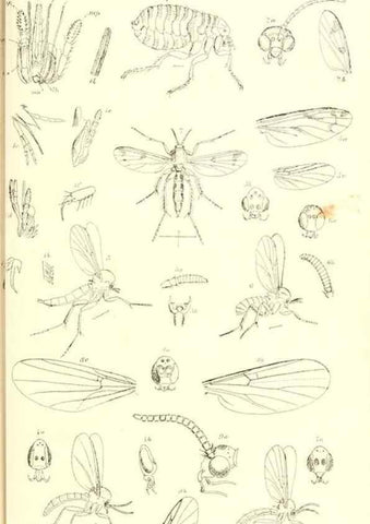 Reproducción/Reproduction 49771080092: Insecta Britanica : Diptera / by Francis Walker.. London :Reeve and Benham,1851-56.. 