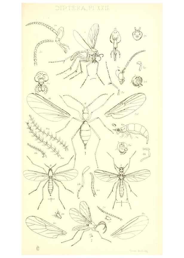 Reproducción/Reproduction 49770223403: Insecta Britanica : Diptera / by Francis Walker.. London :Reeve and Benham,1851-56.. 