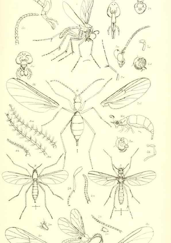 Reproducción/Reproduction 49770223403: Insecta Britanica : Diptera / by Francis Walker.. London :Reeve and Benham,1851-56.. 