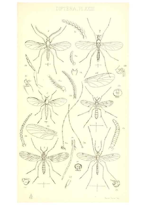 Reproducción/Reproduction 49770753331: Insecta Britanica : Diptera / by Francis Walker.. London :Reeve and Benham,1851-56.. 
