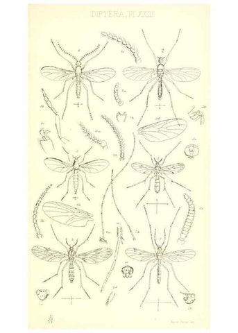 Reproducción/Reproduction 49770753331: Insecta Britanica : Diptera / by Francis Walker.. London :Reeve and Benham,1851-56.. 