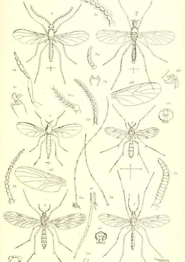 Reproducción/Reproduction 49770753331: Insecta Britanica : Diptera / by Francis Walker.. London :Reeve and Benham,1851-56.. 