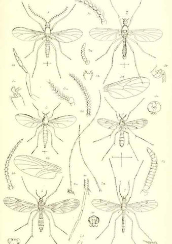 Reproducción/Reproduction 49770753331: Insecta Britanica : Diptera / by Francis Walker.. London :Reeve and Benham,1851-56.. 