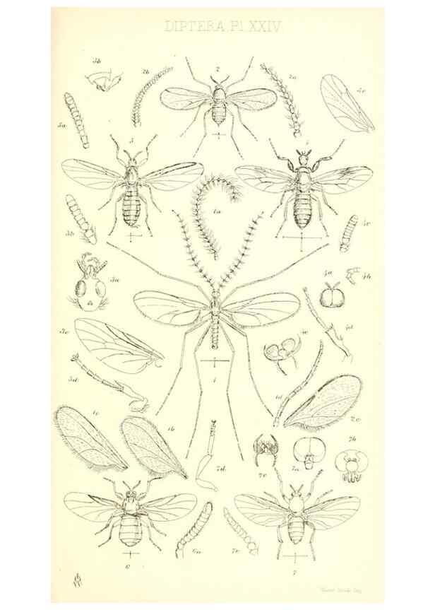 Reproducción/Reproduction 49770224068: Insecta Britanica : Diptera / by Francis Walker.. London :Reeve and Benham,1851-56.. 