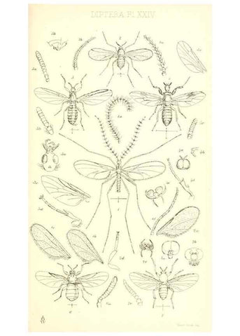 Reproducción/Reproduction 49770224068: Insecta Britanica : Diptera / by Francis Walker.. London :Reeve and Benham,1851-56.. 