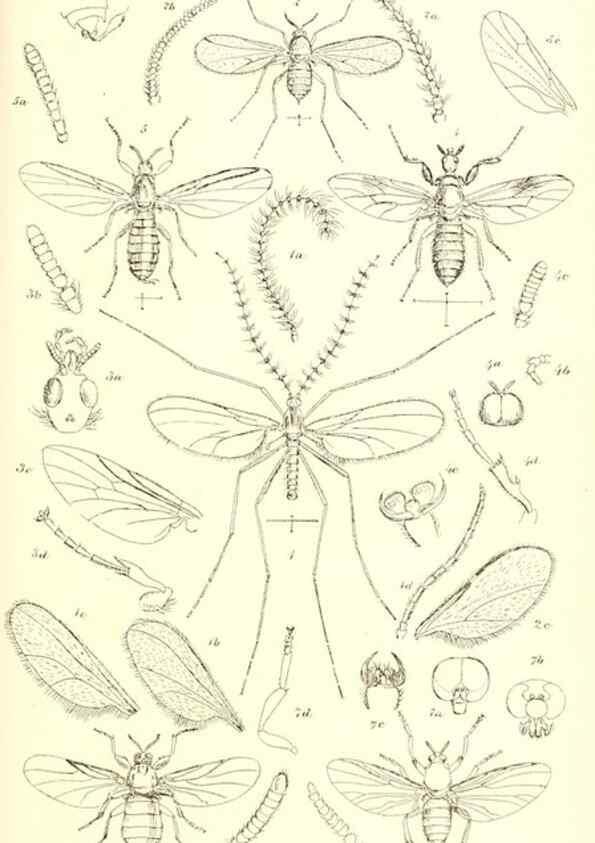 Reproducción/Reproduction 49770224068: Insecta Britanica : Diptera / by Francis Walker.. London :Reeve and Benham,1851-56.. 