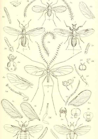 Reproducción/Reproduction 49770224068: Insecta Britanica : Diptera / by Francis Walker.. London :Reeve and Benham,1851-56.. 