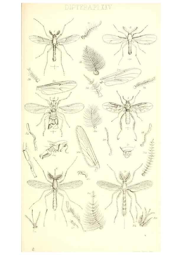 Reproducción/Reproduction 49771081472: Insecta Britanica : Diptera / by Francis Walker.. London :Reeve and Benham,1851-56.. 