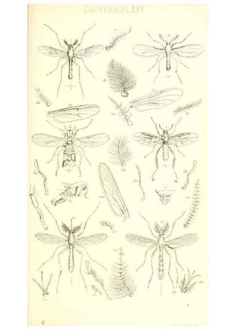 Reproducción/Reproduction 49771081472: Insecta Britanica : Diptera / by Francis Walker.. London :Reeve and Benham,1851-56.. 