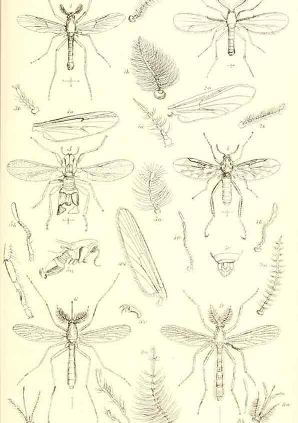 Reproducción/Reproduction 49771081472: Insecta Britanica : Diptera / by Francis Walker.. London :Reeve and Benham,1851-56.. 
