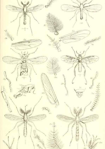 Reproducción/Reproduction 49771081472: Insecta Britanica : Diptera / by Francis Walker.. London :Reeve and Benham,1851-56.. 