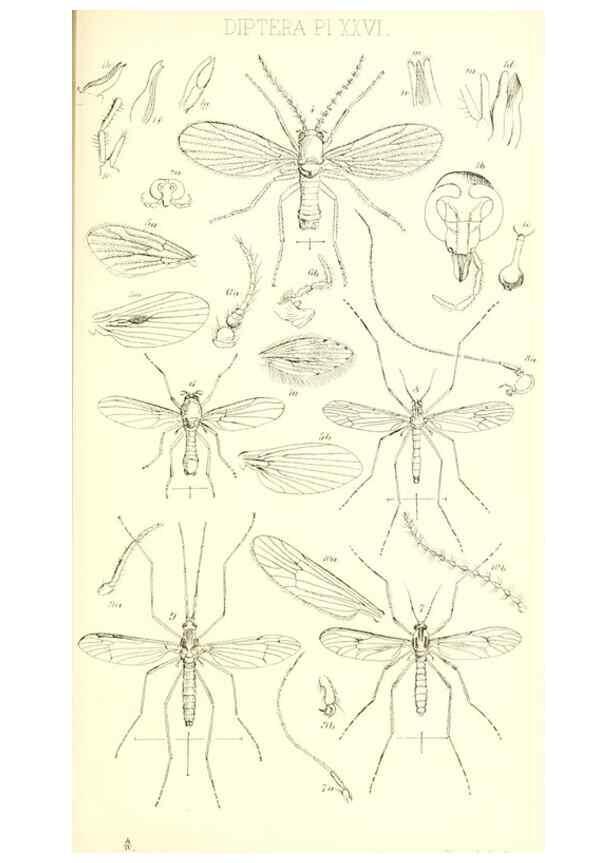 Reproducción/Reproduction 49771081867: Insecta Britanica : Diptera / by Francis Walker.. London :Reeve and Benham,1851-56.. 