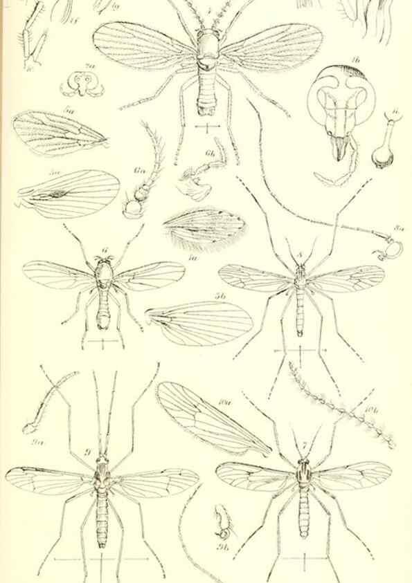 Reproducción/Reproduction 49771081867: Insecta Britanica : Diptera / by Francis Walker.. London :Reeve and Benham,1851-56.. 