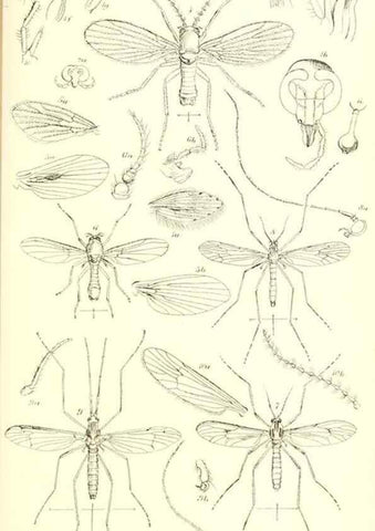 Reproducción/Reproduction 49771081867: Insecta Britanica : Diptera / by Francis Walker.. London :Reeve and Benham,1851-56.. 