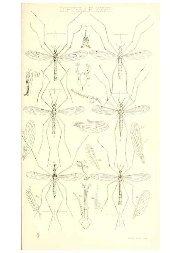 Reproducción/Reproduction 49770754446: Insecta Britanica : Diptera / by Francis Walker.. London :Reeve and Benham,1851-56.. 