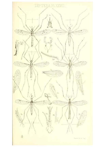 Reproducción/Reproduction 49770754446: Insecta Britanica : Diptera / by Francis Walker.. London :Reeve and Benham,1851-56.. 