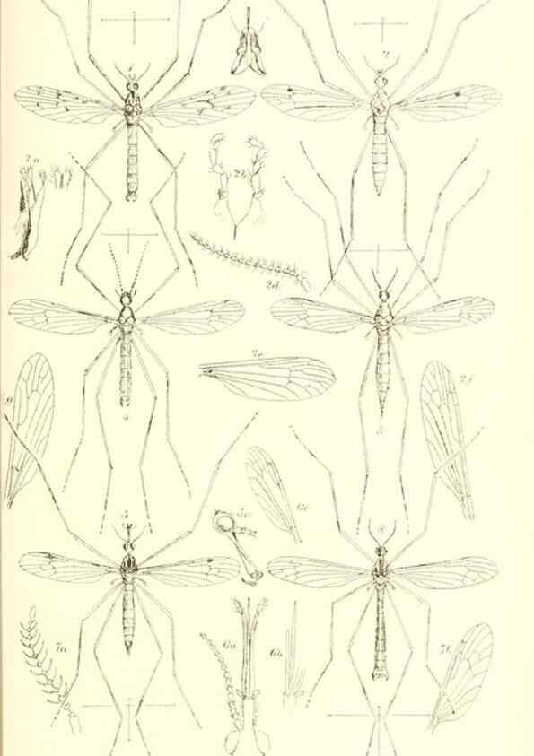 Reproducción/Reproduction 49770754446: Insecta Britanica : Diptera / by Francis Walker.. London :Reeve and Benham,1851-56.. 
