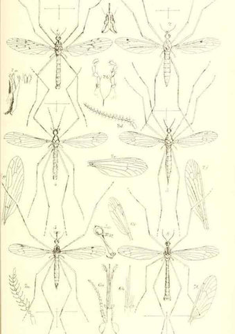 Reproducción/Reproduction 49770754446: Insecta Britanica : Diptera / by Francis Walker.. London :Reeve and Benham,1851-56.. 