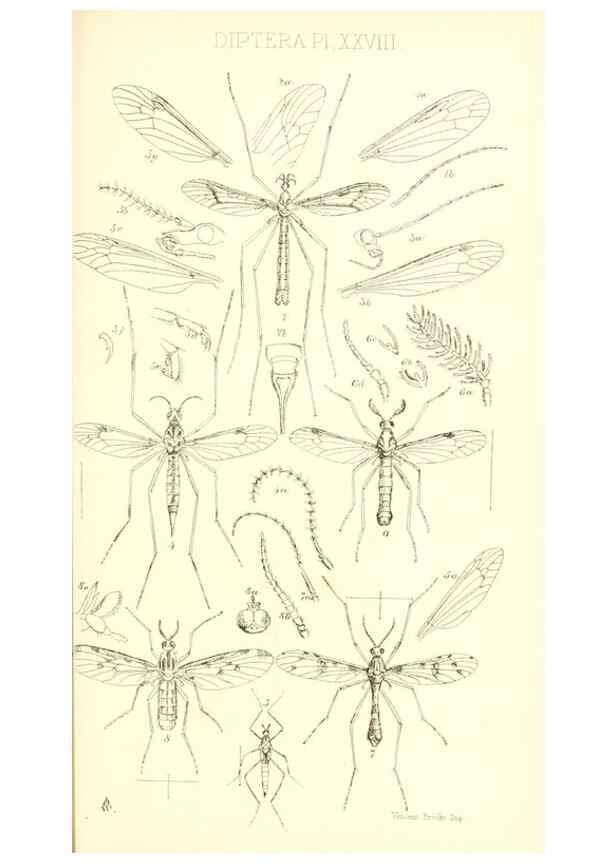 Reproducción/Reproduction 49771082352: Insecta Britanica : Diptera / by Francis Walker.. London :Reeve and Benham,1851-56.. 