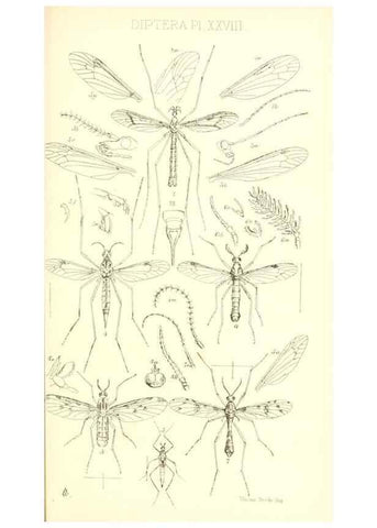 Reproducción/Reproduction 49771082352: Insecta Britanica : Diptera / by Francis Walker.. London :Reeve and Benham,1851-56.. 