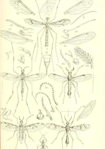 Reproducción/Reproduction 49771082352: Insecta Britanica : Diptera / by Francis Walker.. London :Reeve and Benham,1851-56.. 