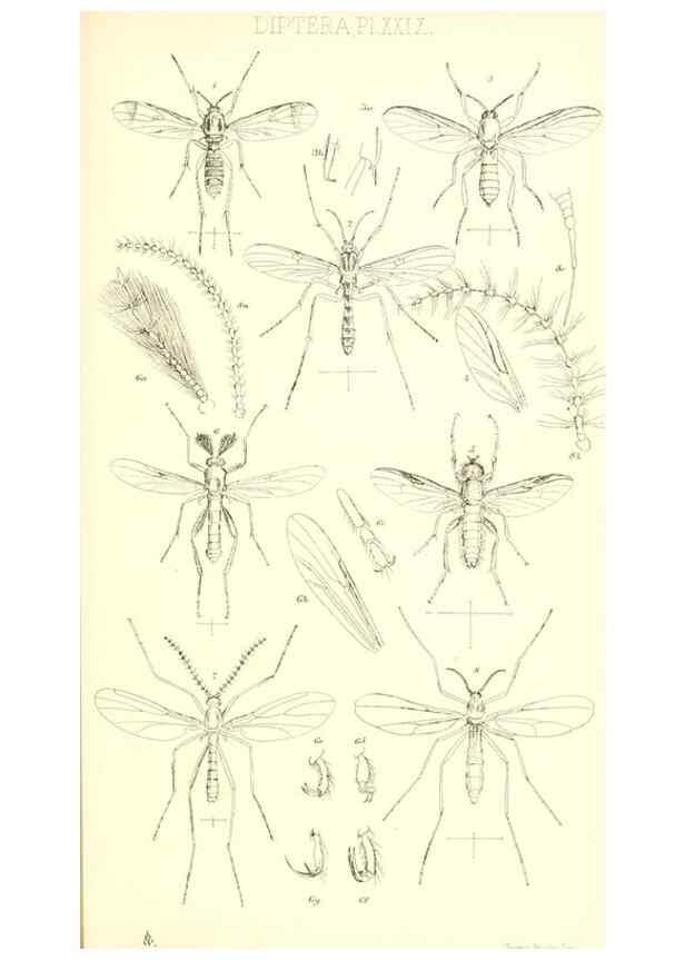 Reproducción/Reproduction 49770754991: Insecta Britanica : Diptera / by Francis Walker.. London :Reeve and Benham,1851-56.. 