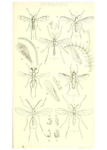 Reproducción/Reproduction 49770754991: Insecta Britanica : Diptera / by Francis Walker.. London :Reeve and Benham,1851-56.. 