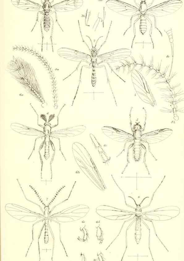 Reproducción/Reproduction 49770754991: Insecta Britanica : Diptera / by Francis Walker.. London :Reeve and Benham,1851-56.. 