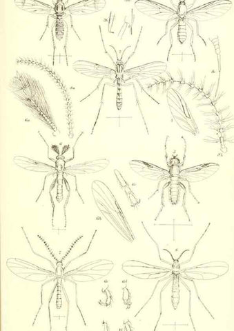 Reproducción/Reproduction 49770754991: Insecta Britanica : Diptera / by Francis Walker.. London :Reeve and Benham,1851-56.. 