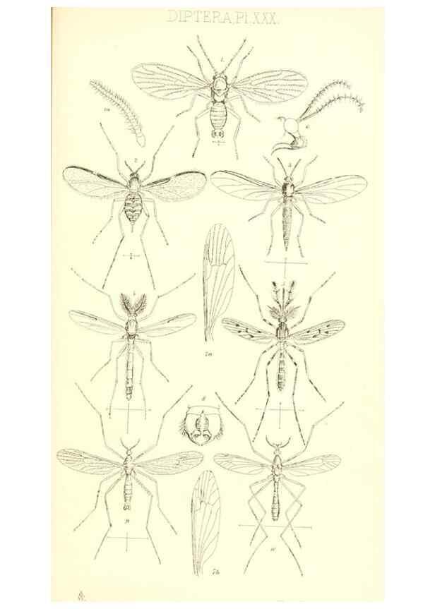 Reproducción/Reproduction 49771082897: Insecta Britanica : Diptera / by Francis Walker.. London :Reeve and Benham,1851-56.. 