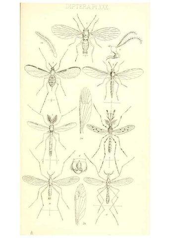 Reproducción/Reproduction 49771082897: Insecta Britanica : Diptera / by Francis Walker.. London :Reeve and Benham,1851-56.. 