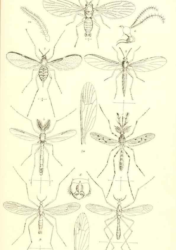 Reproducción/Reproduction 49771082897: Insecta Britanica : Diptera / by Francis Walker.. London :Reeve and Benham,1851-56.. 