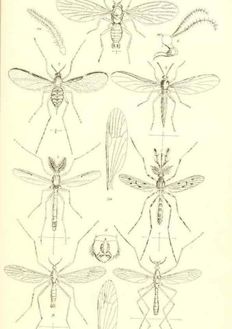 Reproducción/Reproduction 49771082897: Insecta Britanica : Diptera / by Francis Walker.. London :Reeve and Benham,1851-56.. 