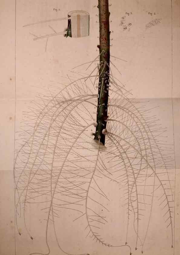 Reproducción/Reproduction 49773309251: Annales des sciences naturelles :. Paris :Crochard. 