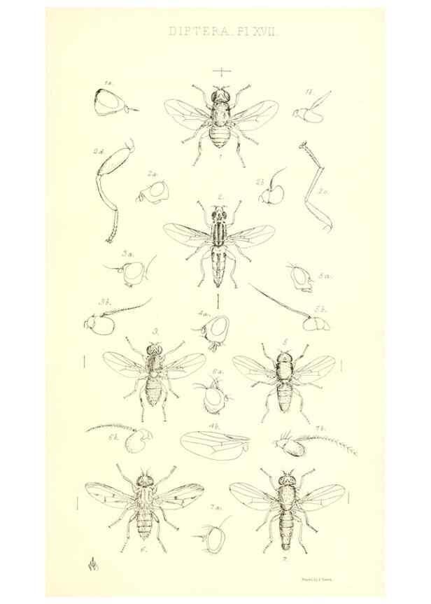 Reproducción/Reproduction 49771050987: Insecta Britanica : Diptera / by Francis Walker.. London :Reeve and Benham,1851-56.. 