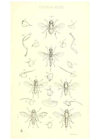 Reproducción/Reproduction 49771050987: Insecta Britanica : Diptera / by Francis Walker.. London :Reeve and Benham,1851-56.. 