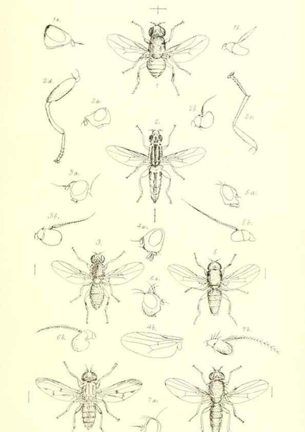 Reproducción/Reproduction 49771050987: Insecta Britanica : Diptera / by Francis Walker.. London :Reeve and Benham,1851-56.. 