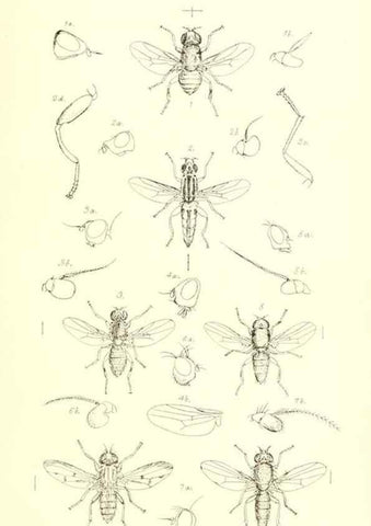 Reproducción/Reproduction 49771050987: Insecta Britanica : Diptera / by Francis Walker.. London :Reeve and Benham,1851-56.. 