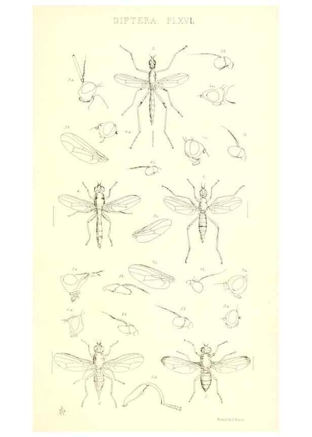 Reproducción/Reproduction 49770722546: Insecta Britanica : Diptera / by Francis Walker.. London :Reeve and Benham,1851-56.. 