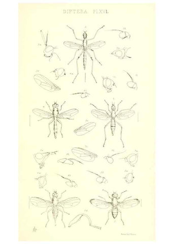 Reproducción/Reproduction 49770722546: Insecta Britanica : Diptera / by Francis Walker.. London :Reeve and Benham,1851-56.. 